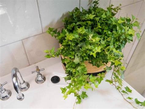 房間可以放掃把嗎 浴室適合的植物